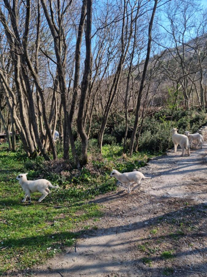 Wolf & Sheep Nature & Adventure Podgorica Buitenkant foto